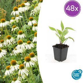 48x Echinacea p. 'White Swan' - ↕10-25cm - Ø9cm