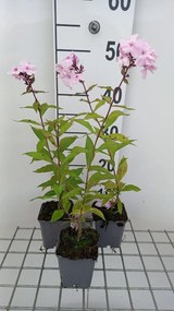Phlox 'Rosa Pastell' - pot 9x9 cm