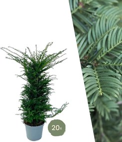 Taxus planten voor 10 meter strekkende haag - 100cm