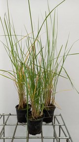 Pennisetum macrourum - pot 9x9 cm -