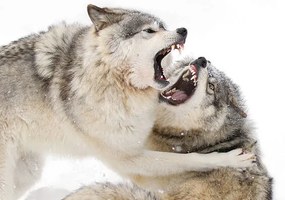 Foto Timber wolves play fighting in the snow, Jim Cumming, (40 x 26.7 cm)