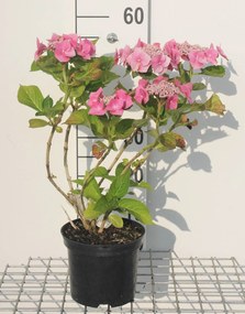 Hydrangea macrophylla 'Taube' - pot - 25-30 cm -