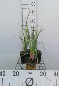 Kniphofia 'Royal Castle' - pot 9x9 cm -