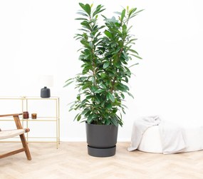 Ficus Cyathistipula struik - 220cm