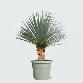 Yucca Rostrata 'Blue Swan' - 100cm