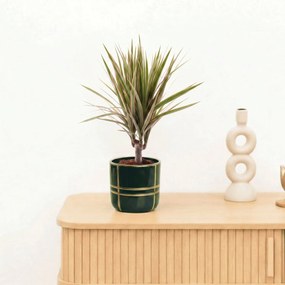 Bambino Dracaena Biocolor stam - 30 cm