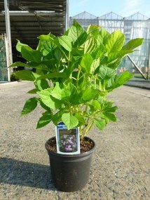 Hydrangea macrophylla 'Nikko Blue' - pot - 25-30 cm