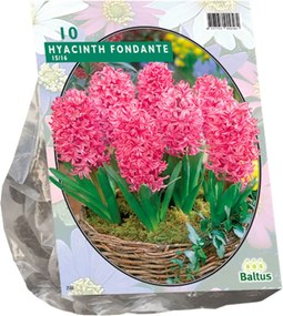 Baltus 'Hyacinth Fondante' - voorjaarsbloeiers - 10 bollen