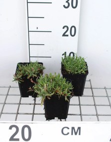 Gypsophila repens 'Alba' - pot 9x9 cm -