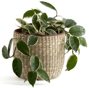 Bloempot in herbariumØ13 cm, Mila