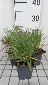 Dianthus 'Double Rose' - pot 9x9 cm