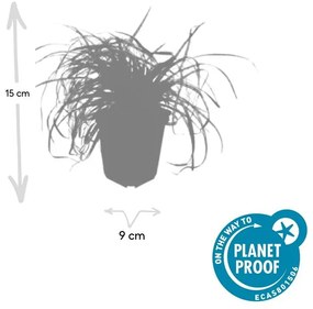 48x Carex oshim. 'Evergold' - ↕10-25cm - Ø9cm