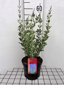 Perovskia atriplicifolia 'Little Spire' - pot - 30-40 cm (Russische salie) -
