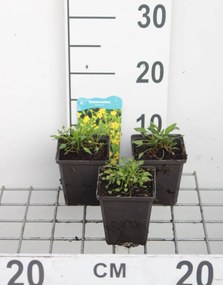 Ranunculus flammula - pot 9x9 cm -