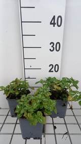 Lamium maculatum 'Album' - pot 9x9 cm -