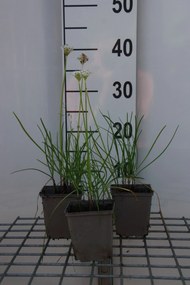 Chinese bieslook, snijknoflook - pot 9x9 cm (Allium tuberosum) -