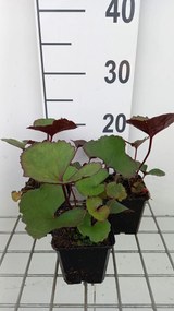 Ligularia dentata 'Midnight Lady' - pot 9x9 cm