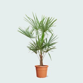 Trachycarpus Fortunei - 160cm