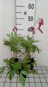 Dicentra formosa 'Bacchanal' - pot 9x9 cm
