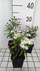 Aster 'Kristina' - pot 9x9 cm