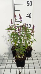 Agastache 'Purple Haze' - pot 9x9 cm