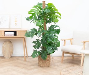 Monstera Deliciosa XL Kratistestok - 160cm