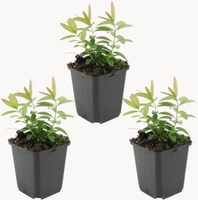 Planten Sint-Janskruid Hypericum Calycinum, 3-delig