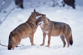 Foto Wolves snuggling in winter, Martin Ruegner