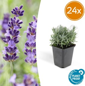 Lavandula 'Hidcote' - 20cm