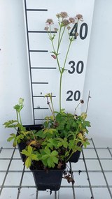 Astrantia major 'Florence' - pot 9x9 cm