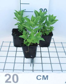 Campanula lactiflora 'Prichard's Variety' - pot 9x9 cm