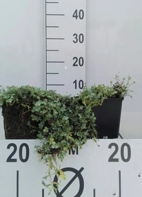 Acaena buchananii - pot 9x9 cm -