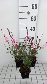 Gaura lindheimeri 'Gauchebra' (Cherry Brandy) - pot 9x9 cm -