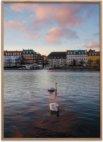 Ingelijste poster Swan van eikenhout