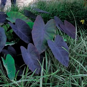 Colocasia esculenta 'Black Magic' - pot 11x11 cm