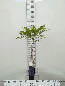 Wisteria floribunda 'Kyushaku' - pot - 50-60 cm