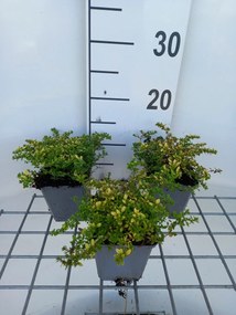 Thymus x citriodorus 'Bertram Anderson' - pot 9x9 cm -