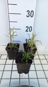 Melica altissima 'Atropurpurea' - pot 9x9 cm