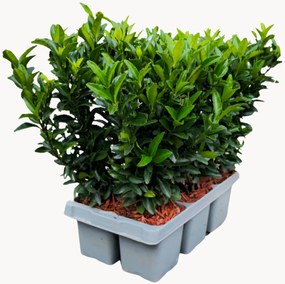 Planten Japanse Spindelboom Euonymus japonicus Green Spire, 6-delig