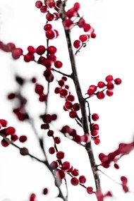 Foto Red Berries 1, Mareike Bohmer