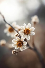 Foto Pastel nature macro, Treechild