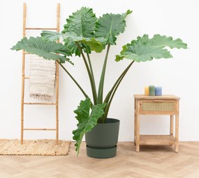 Alocasia Portodora  - 140cm