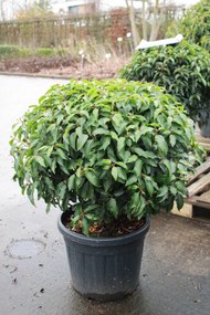 Prunus lusitanica 'Angustifolia' - pot - bolvorm diameter 70+ cm