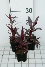 Lobelia x speciosa 'Russian Princess' - pot 9x9 cm