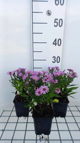 Aster 'Rosenwichtel' - pot 9x9 cm -