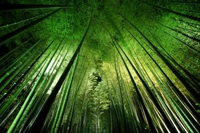 Kunstfotografie Bamboo night, Takeshi	Marumoto, (40 x 26.7 cm)