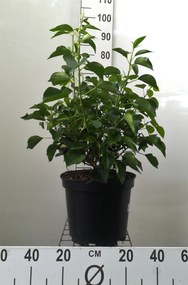 Hedera helix Arborescent Group - pot 10L - 50-60 cm