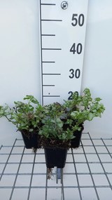 Lamium maculatum 'Pink Pewter' - pot 9x9 cm -