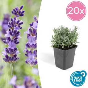 Lavandula'Hidcote'- 20cm
