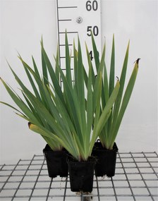 Sisyrinchium striatum - pot 9x9 cm